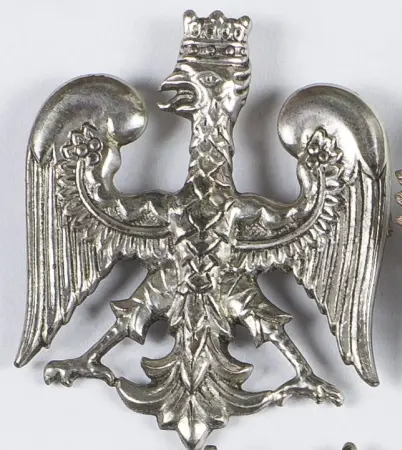 Orzełek amerykański