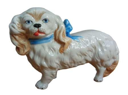 Spaniel Cavalier King Charles