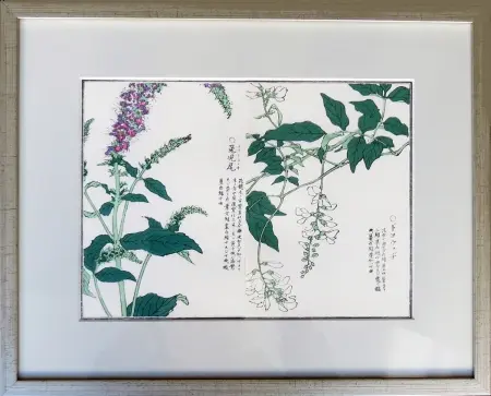 Budleja i strączyn żółty