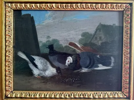 A.N.Indyki, Gołębie