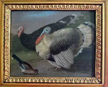 A.N.Indyki, Gołębie