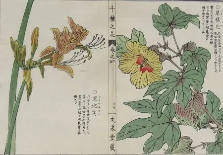  Liliowiec i hibiskus