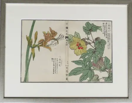  Liliowiec i hibiskus