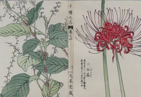 Rdestowiec japoński i lilia pajęcza