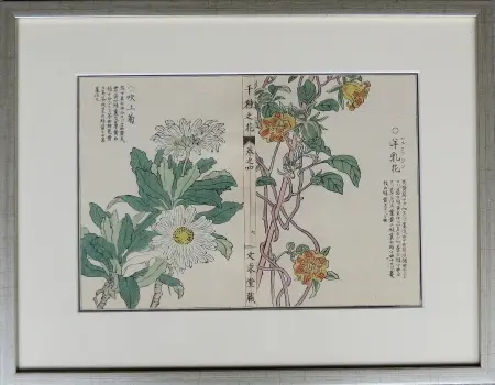 Chryzantema i pnącze